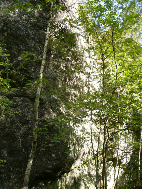 Left side
