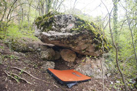 Molodilo Sharoobraznoe