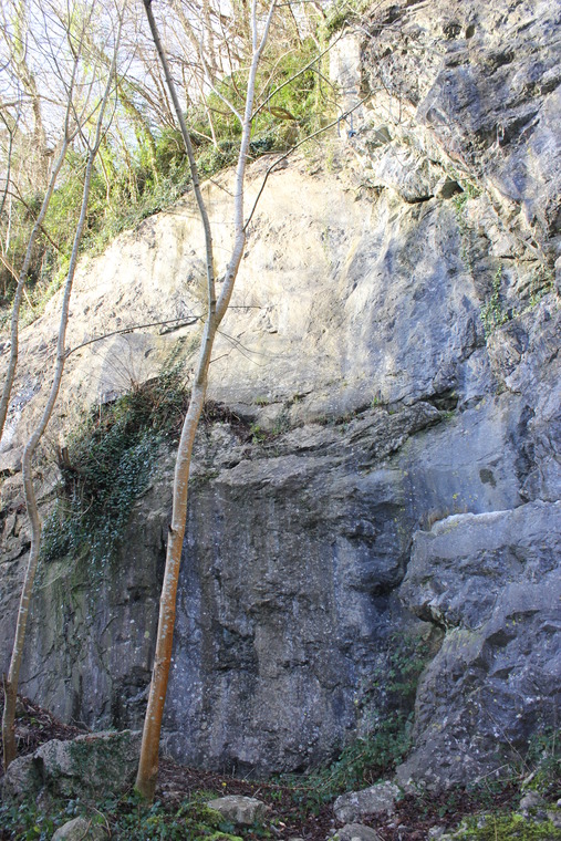 The Love of Ivy Area