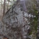 Poison Ivy Arete thumbnail