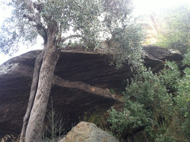Black Rebel Shepperds Club