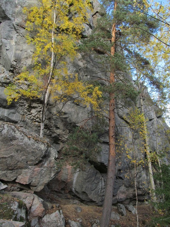 сектор Джунгли