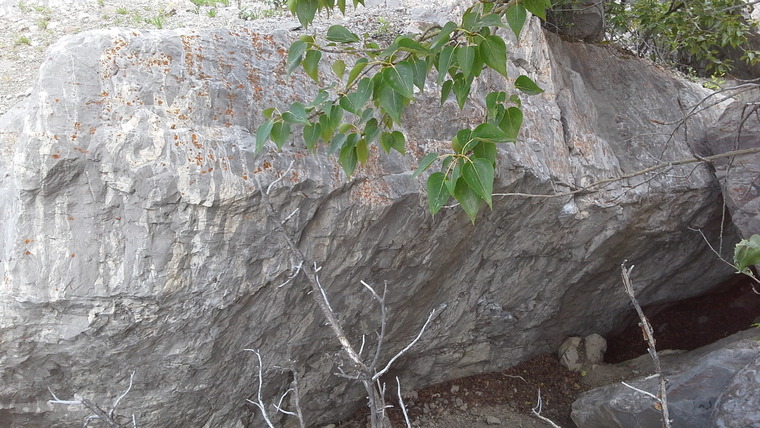 House, Cartel, and Galactic