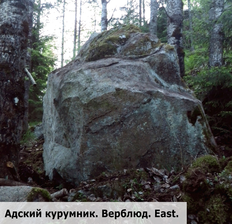 Адский курумник