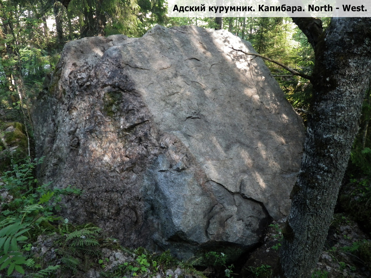 Адский курумник