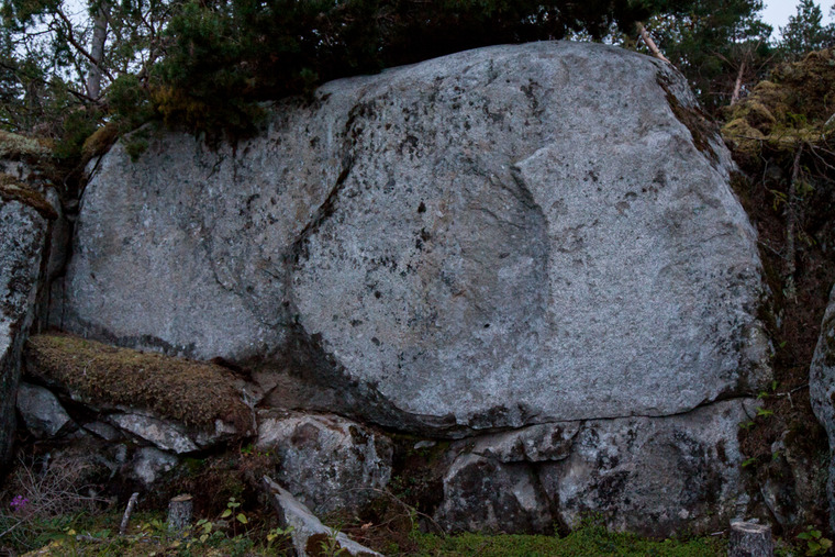 Sea cliffs in the woods