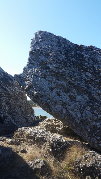 Den ullhåriga noshörningen