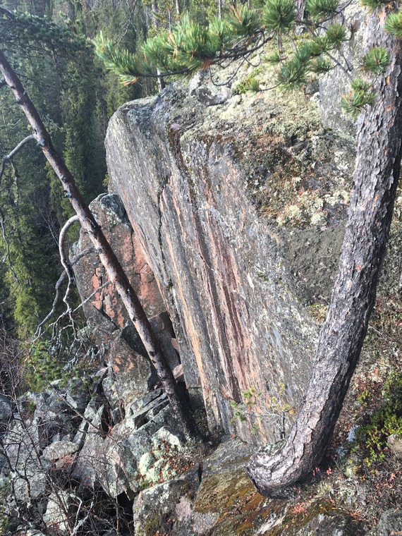 Varjiskäften - Mushroom Sector