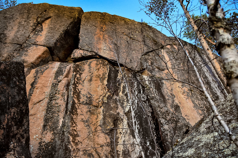 Varjiskäften - Mushroom Sector