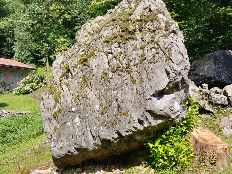 L'albero (c'era una volta))