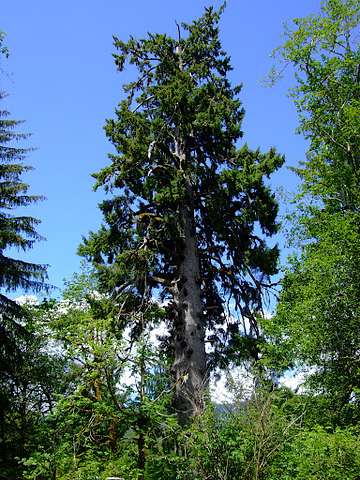 Spruce Bringsteen