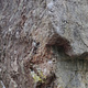 Rojalisten thumbnail