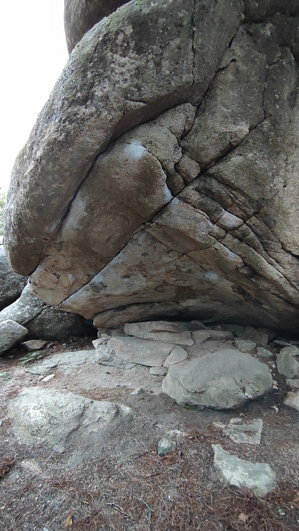 El elogia de la locura