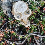 Johan 👹 Glimmersten