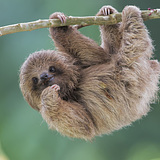 Ole Håvard Kjerstison