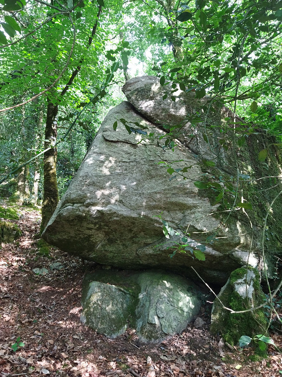 Un elephant qui se dandine