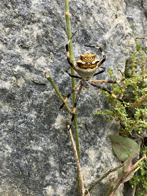 Araña cara de Tigre