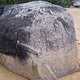Olive ridley sea turtle thumbnail