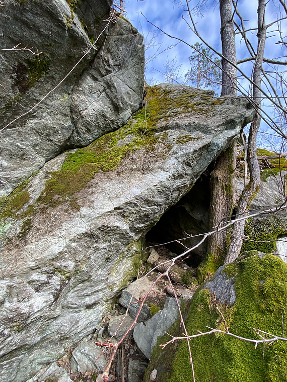 Ugler i Prinsessens Mose