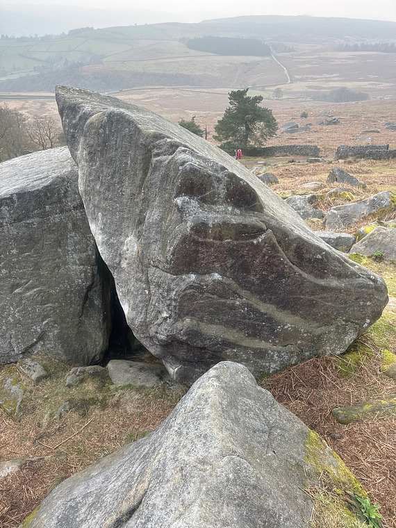 Gorillas in the Mist