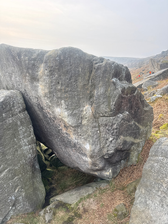 Gorillas in the Mist