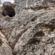 Halterbua thumbnail