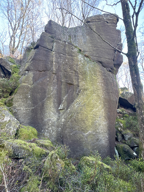 Vomer Buttress