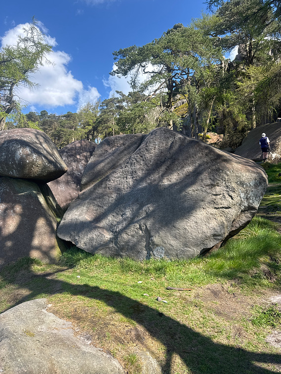 To the right of pine martin 