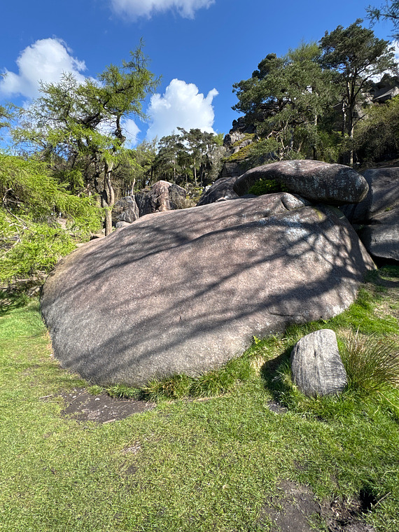 To the right of pine martin 