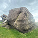 	Elephant's Eye thumbnail