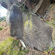 	Dock Leaf thumbnail