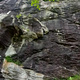 In terra cecena thumbnail