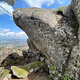 Camomila thumbnail