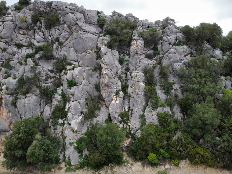 Corallinu