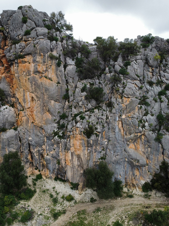 Corallinu