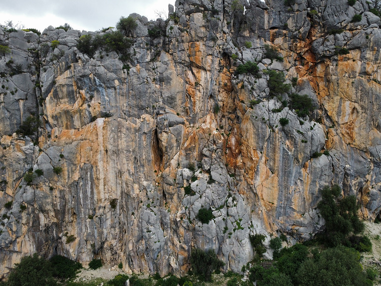 Corallinu