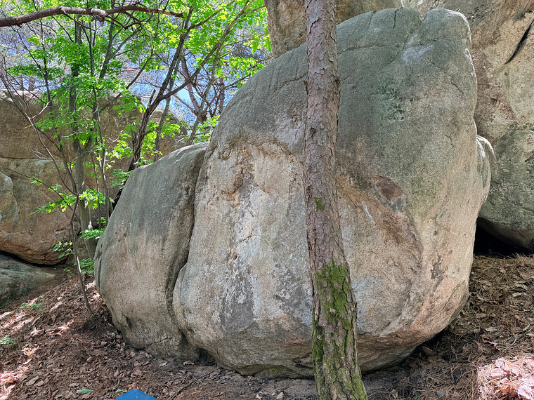 새 Bird Boulder