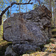 Trädskägg thumbnail