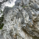 Waldschrat thumbnail