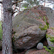 Blåbærbissa thumbnail