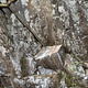 Boulder problem #5 thumbnail