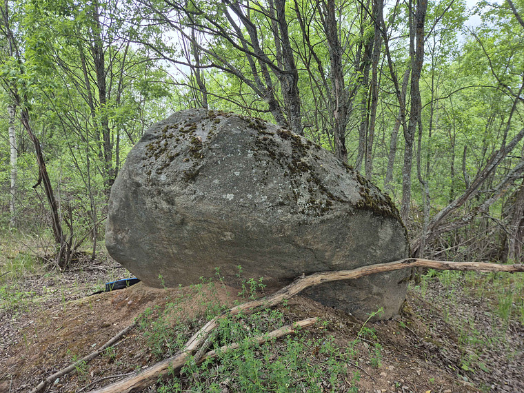 Kivi 1