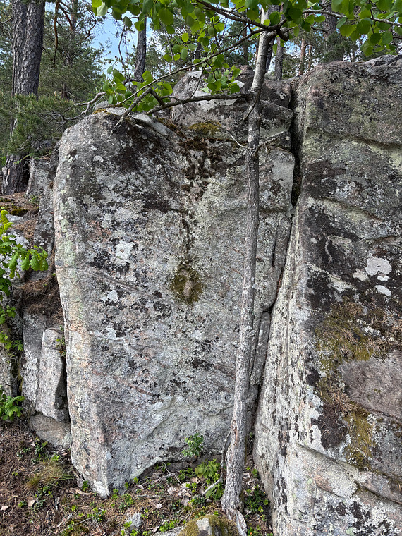 Torrgranen
