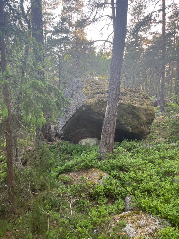 Gråsuggan