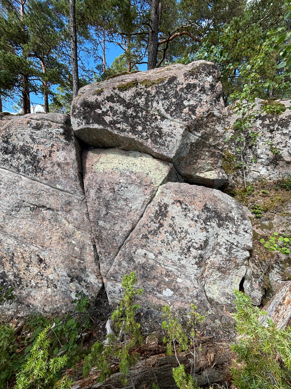 Vid enbusken