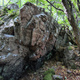 Magic mushroom thumbnail