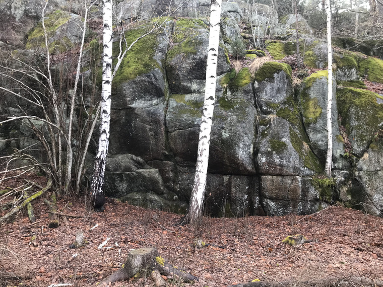 Träskbullen