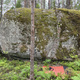 Kuivan ketveleen orava thumbnail