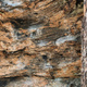 Between 2 Trees thumbnail