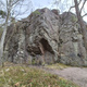 Pinus thumbnail